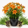 10 Orange Daylily Bulbs - Reblooming Hemerocallis Perennial Plants - Image 1