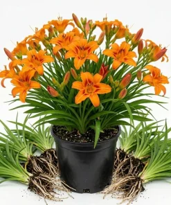 10 Orange Daylily Bulbs - Reblooming Hemerocallis Perennial Plants - Image 1