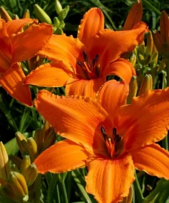10 Orange Daylily Bulbs - Reblooming Hemerocallis Perennial Plants - Image 3