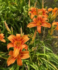 10 Orange Daylily Bulbs - Reblooming Hemerocallis Perennial Plants - Image 4