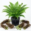 10 Ostrich Fern Rhizomes – Live Bare Root Plant – 3-6" Long – Outdoor Perennial - Image 1