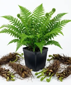 10 Ostrich Fern Rhizomes – Live Bare Root Plant – 3-6" Long – Outdoor Perennial - Image 1