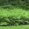 10 Ostrich Fern Rhizomes Matteuccia struthiopteris - Bare Root Plants for Shade - Image 1