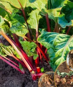 10 Pack Victoria Rhubarb Roots 4-6 Inch, Hardy Perennial Vegetable Plant - Image 2