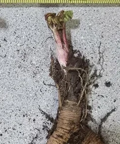10 Pack Victoria Rhubarb Roots 4-6 Inch, Hardy Perennial Vegetable Plant - Image 7
