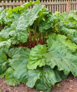 10 Pack Victoria Rhubarb Roots 4-6 Inch, Hardy Perennial Vegetable Plant - Image 8
