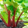 10 Pack Victoria Rhubarb Roots 4-6 Inch, Hardy Perennial Vegetable Plant - Image 1