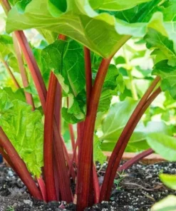 10 Pack Victoria Rhubarb Roots 4-6 Inch, Hardy Perennial Vegetable Plant - Image 1