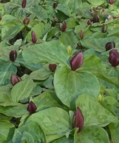 10 Purple Trillium Bulbs for Planting - Wood Lily Flower Tubers - Partial Shade - Image 3