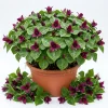 10 Purple Trillium Bulbs for Planting - Wood Lily Flower Tubers - Partial Shade - Image 1