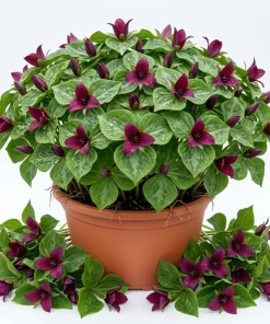 10 Purple Trillium Bulbs for Planting - Wood Lily Flower Tubers - Partial Shade - Image 1