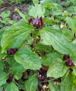 10 Purple Trillium Bulbs for Planting - Wood Lily Flower Tubers - Partial Shade - Image 4
