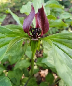 10 Purple Trillium Bulbs for Planting - Wood Lily Flower Tubers - Partial Shade - Image 5