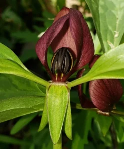 10 Purple Trillium Bulbs for Planting - Wood Lily Flower Tubers - Partial Shade - Image 6