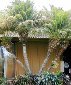 10 Pygmy Date Palm Seeds - Phoenix Roebelenii Dwarf Miniature Houseplant - Image 10