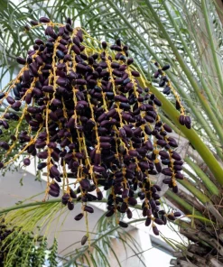 10 Pygmy Date Palm Seeds - Phoenix Roebelenii Dwarf Miniature Houseplant - Image 11
