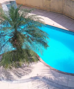 10 Pygmy Date Palm Seeds - Phoenix Roebelenii Dwarf Miniature Houseplant - Image 12