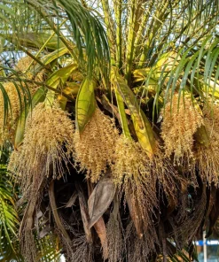 10 Pygmy Date Palm Seeds - Phoenix Roebelenii Dwarf Miniature Houseplant - Image 13
