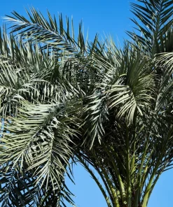 10 Pygmy Date Palm Seeds - Phoenix Roebelenii Dwarf Miniature Houseplant - Image 14