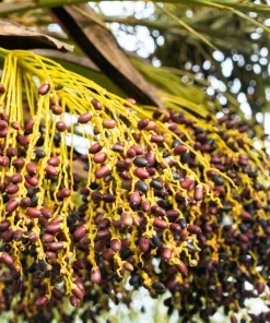 10 Pygmy Date Palm Seeds - Phoenix Roebelenii Dwarf Miniature Houseplant - Image 15