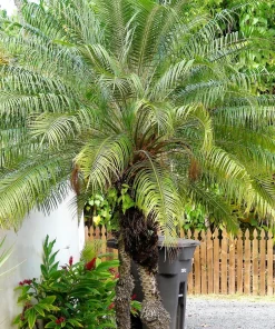 10 Pygmy Date Palm Seeds - Phoenix Roebelenii Dwarf Miniature Houseplant - Image 16