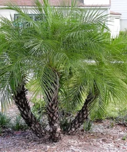 10 Pygmy Date Palm Seeds - Phoenix Roebelenii Dwarf Miniature Houseplant - Image 2