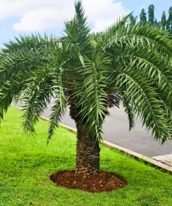10 Pygmy Date Palm Seeds - Phoenix Roebelenii Dwarf Miniature Houseplant - Image 3