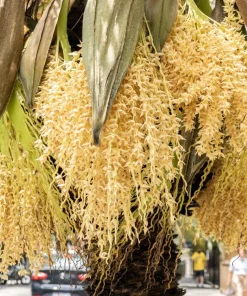 10 Pygmy Date Palm Seeds - Phoenix Roebelenii Dwarf Miniature Houseplant - Image 4