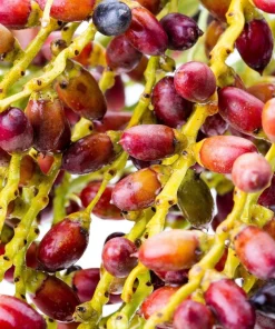 10 Pygmy Date Palm Seeds - Phoenix Roebelenii Dwarf Miniature Houseplant - Image 5