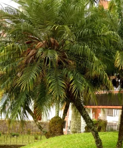 10 Pygmy Date Palm Seeds - Phoenix Roebelenii Dwarf Miniature Houseplant - Image 6