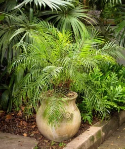 10 Pygmy Date Palm Seeds - Phoenix Roebelenii Dwarf Miniature Houseplant - Image 7