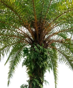 10 Pygmy Date Palm Seeds - Phoenix Roebelenii Dwarf Miniature Houseplant - Image 9