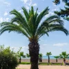 10 Pygmy Date Palm Seeds - Phoenix Roebelenii Dwarf Miniature Houseplant - Image 1