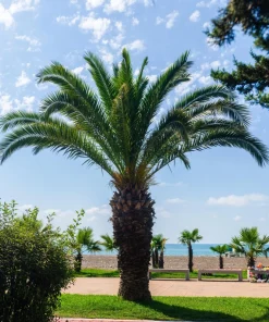 10 Pygmy Date Palm Seeds - Phoenix Roebelenii Dwarf Miniature Houseplant - Image 1