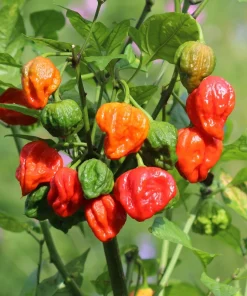 10 Red Carolina Reaper Pepper Seeds - World's Hottest Chili Vegetable Seeds - Image 2