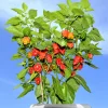 10 Red Carolina Reaper Pepper Seeds - World's Hottest Chili Vegetable Seeds - Image 1
