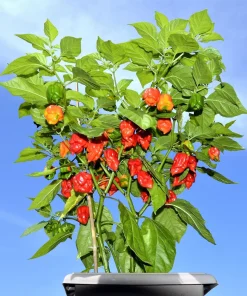 10 Red Carolina Reaper Pepper Seeds - World's Hottest Chili Vegetable Seeds - Image 1