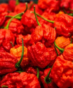 10 Red Carolina Reaper Pepper Seeds - World's Hottest Chili Vegetable Seeds - Image 3