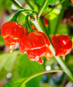 10 Red Carolina Reaper Pepper Seeds - World's Hottest Chili Vegetable Seeds - Image 4
