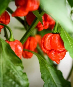 10 Red Carolina Reaper Pepper Seeds - World's Hottest Chili Vegetable Seeds - Image 5