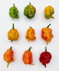 10 Red Carolina Reaper Pepper Seeds - World's Hottest Chili Vegetable Seeds - Image 8