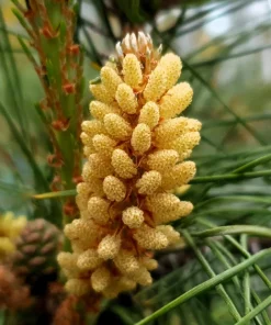 10 Red Japanese Pine Tree Seeds - Pinus Densiflora Evergreen Outdoor - Image 10