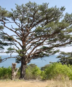 10 Red Japanese Pine Tree Seeds - Pinus Densiflora Evergreen Outdoor - Image 11