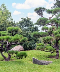 10 Red Japanese Pine Tree Seeds - Pinus Densiflora Evergreen Outdoor - Image 2