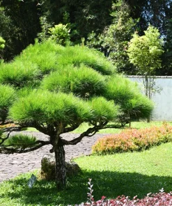 10 Red Japanese Pine Tree Seeds - Pinus Densiflora Evergreen Outdoor - Image 3