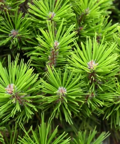 10 Red Japanese Pine Tree Seeds - Pinus Densiflora Evergreen Outdoor - Image 5