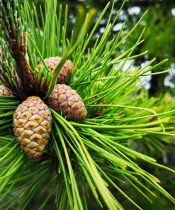 10 Red Japanese Pine Tree Seeds - Pinus Densiflora Evergreen Outdoor - Image 6