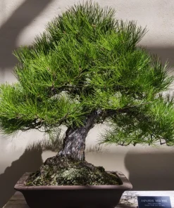10 Red Japanese Pine Tree Seeds - Pinus Densiflora Evergreen Outdoor - Image 7