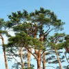 10 Red Japanese Pine Tree Seeds - Pinus Densiflora Evergreen Outdoor - Image 1