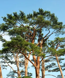 10 Red Japanese Pine Tree Seeds - Pinus Densiflora Evergreen Outdoor - Image 1